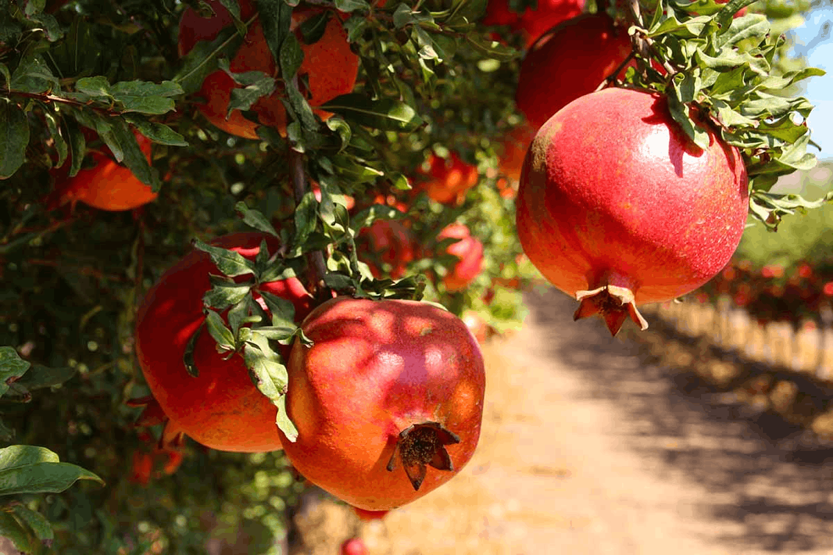 عکس میوه